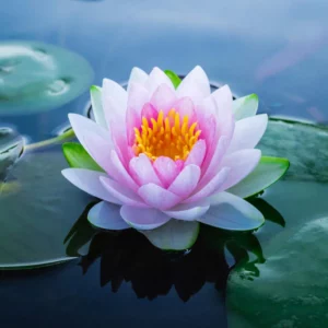 Fragrance de Fleur de Lotus 100ml